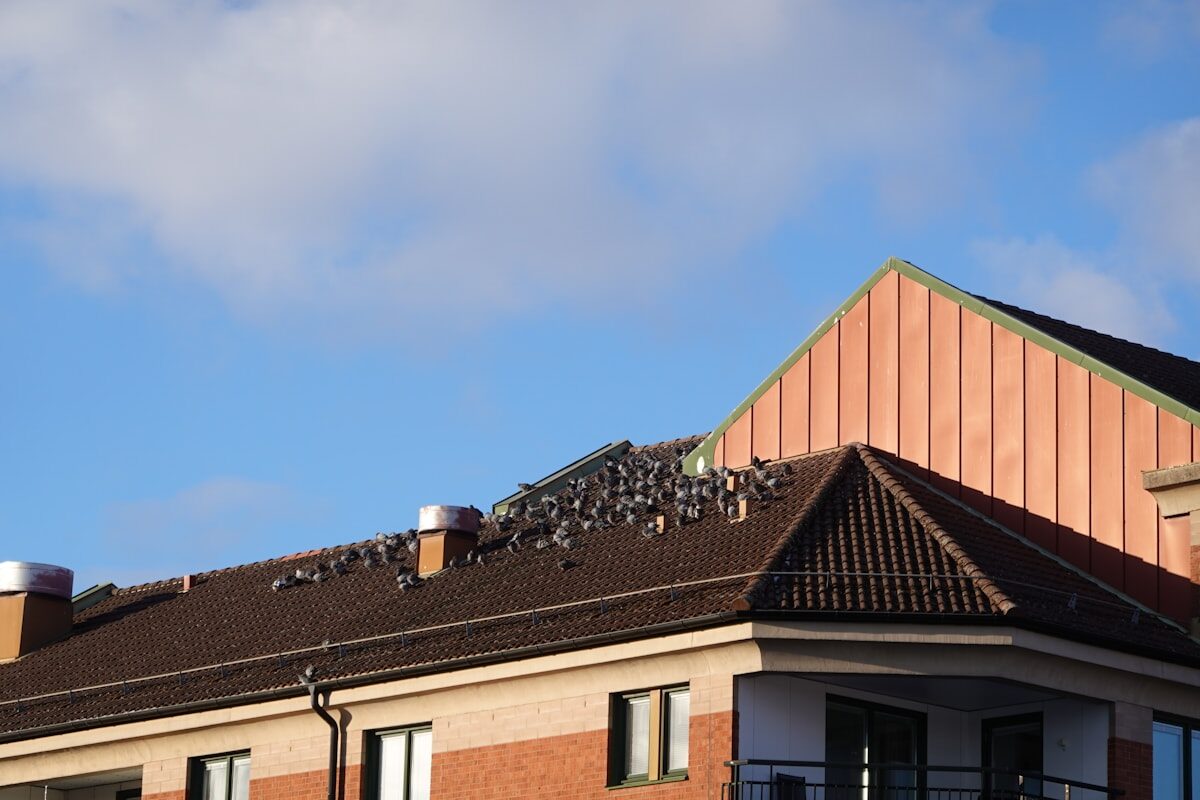 Black birds resting on residential building roof